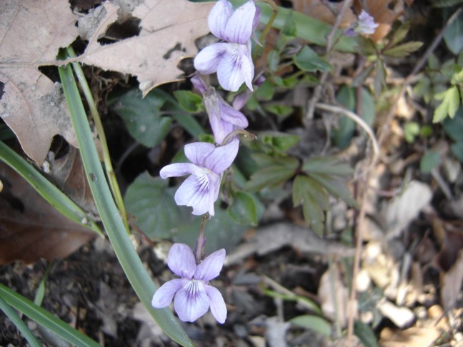 Viola alba e Viola reichenbachiana